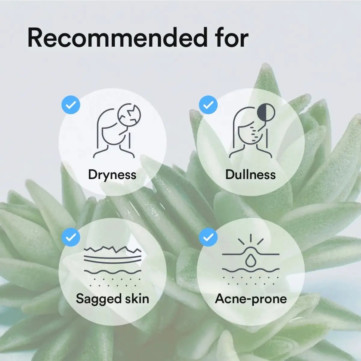 Collagen Gel Mask Sedum Jelly - Image 4